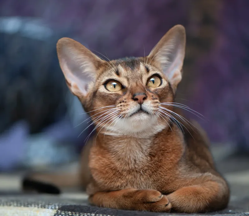 Abyssinian