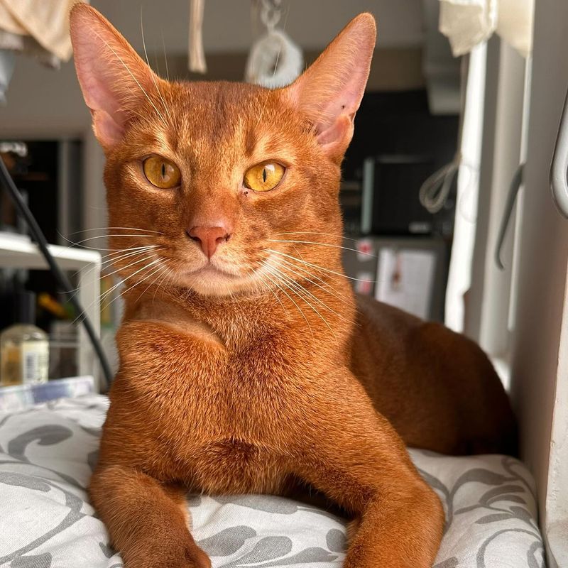 Abyssinian