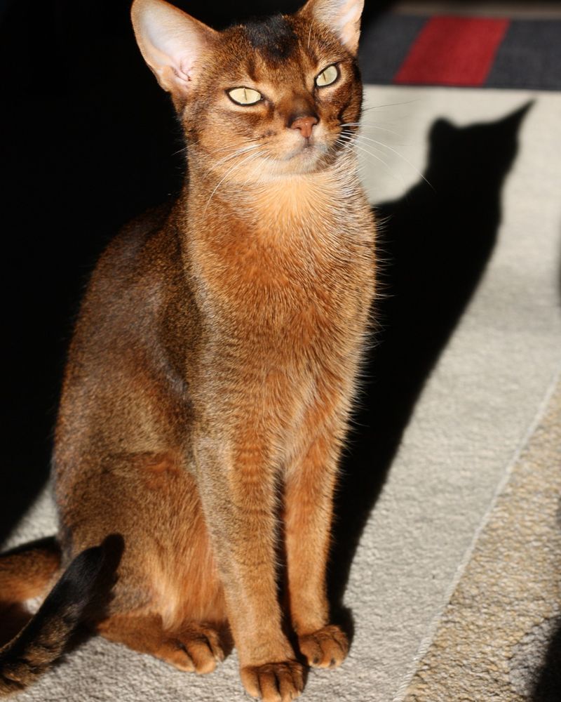 Abyssinian