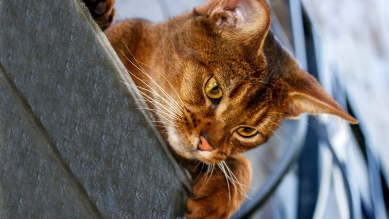 Abyssinian