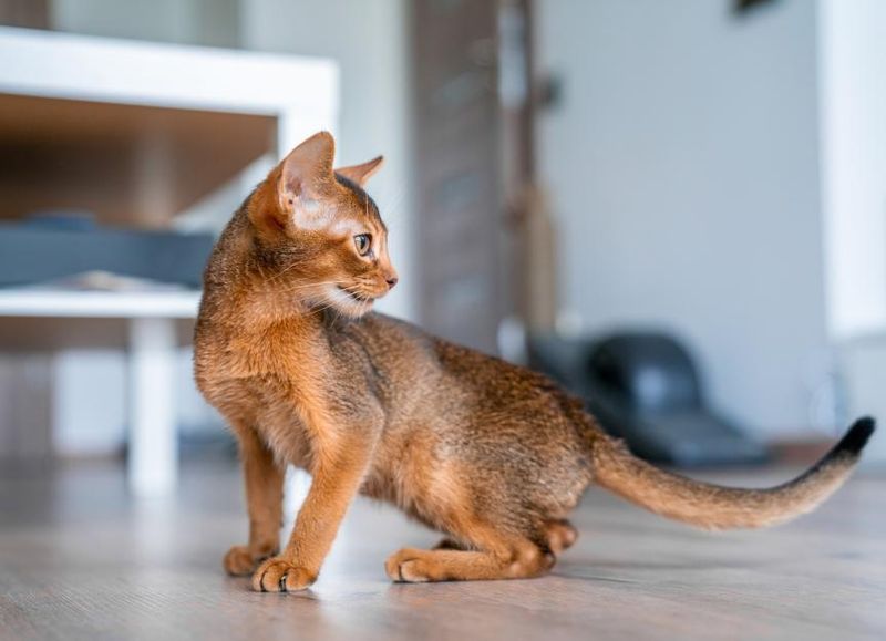 Abyssinian