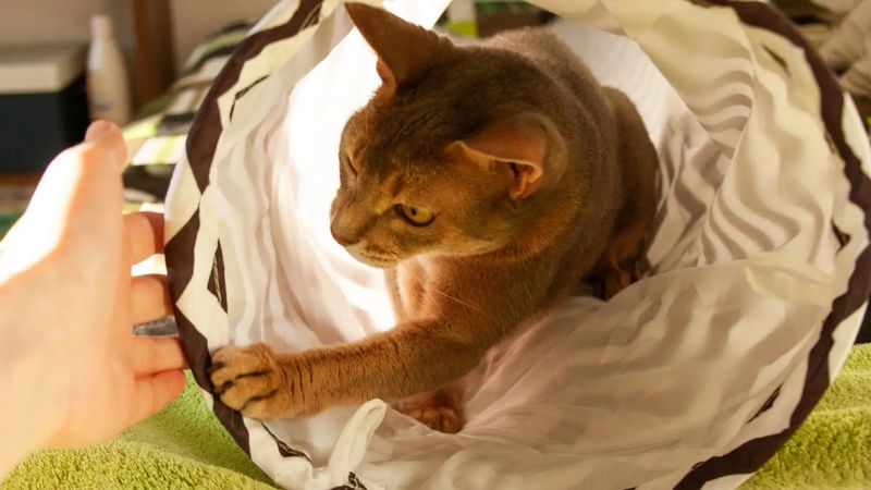 Abyssinian