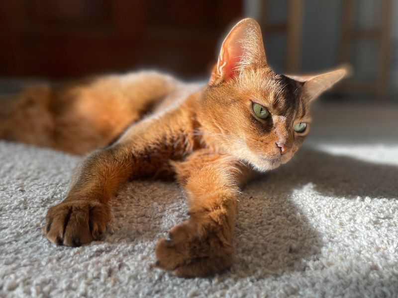 Abyssinian