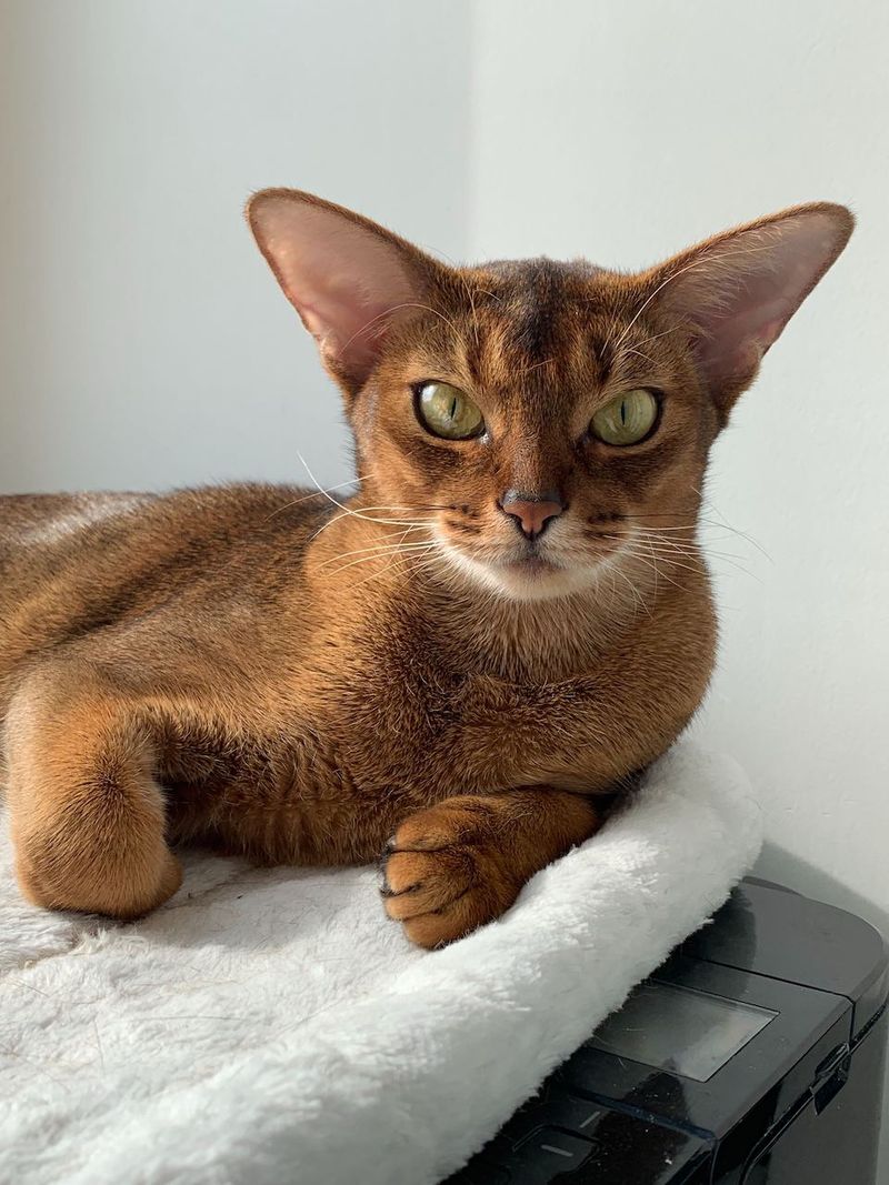 Abyssinian