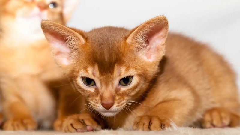 Abyssinian