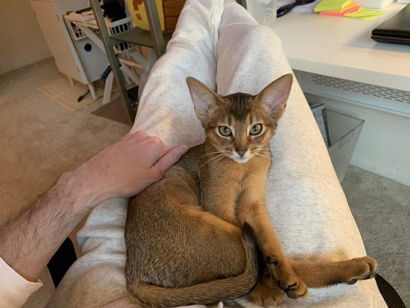 Abyssinian