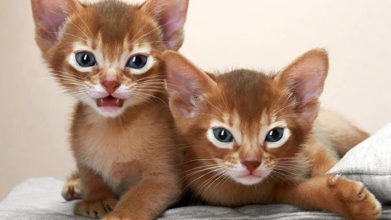 Abyssinian