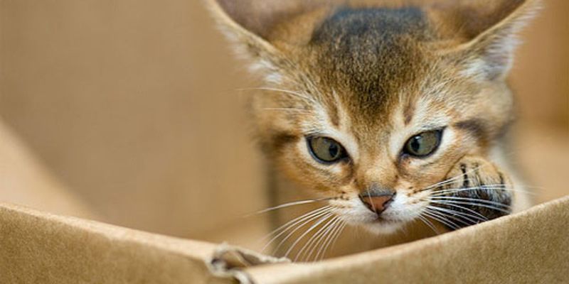Abyssinian