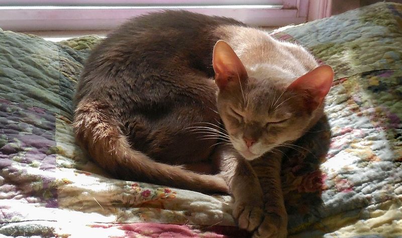 Abyssinian