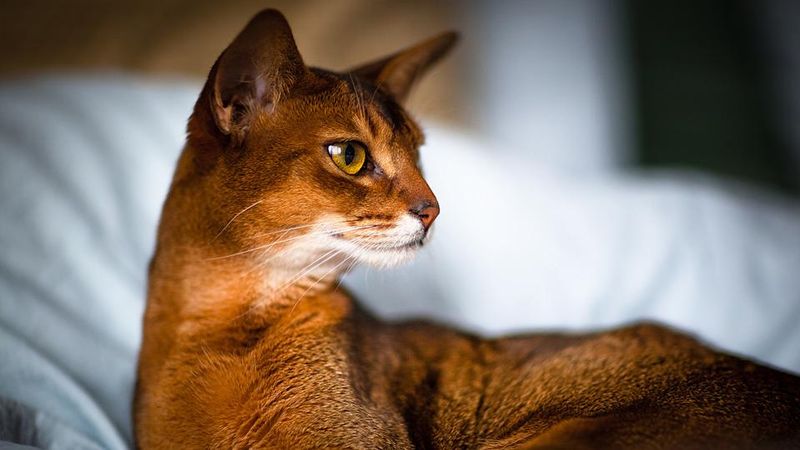 Abyssinian