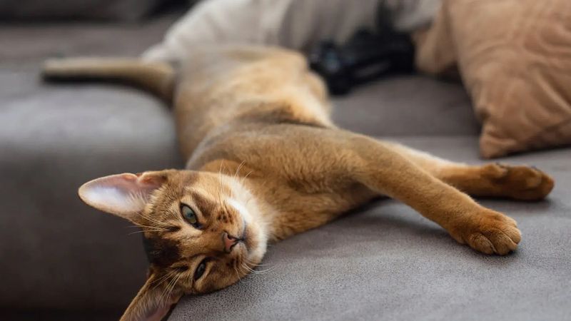Abyssinian