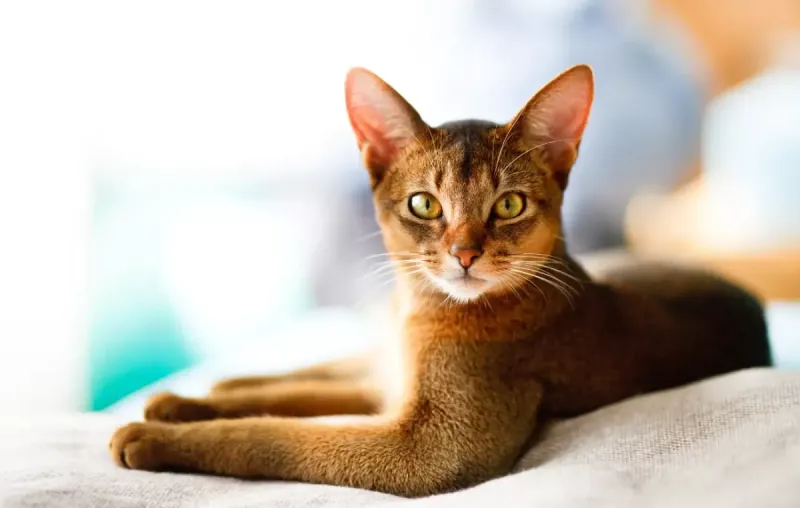 Abyssinian Aristocrats