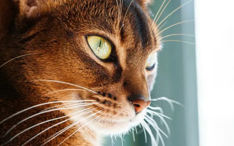 Abyssinian Cat