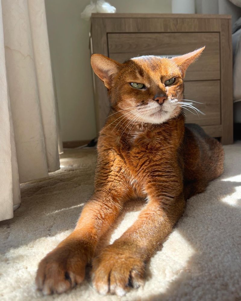 Abyssinian Cats: Active Felines with Kidney Concerns