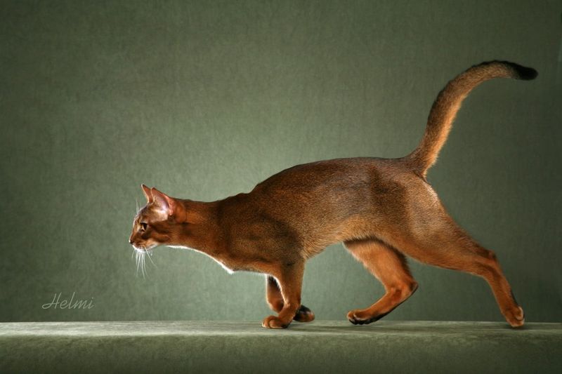 Abyssinian Cats: Born Hunters with Ancient Roots