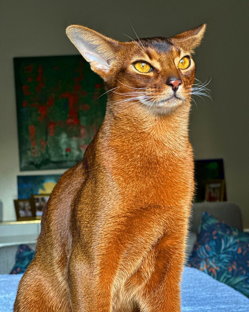 Abyssinian Cats