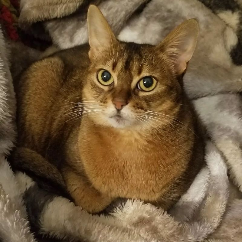 Abyssinian: Playful Partners In Crime