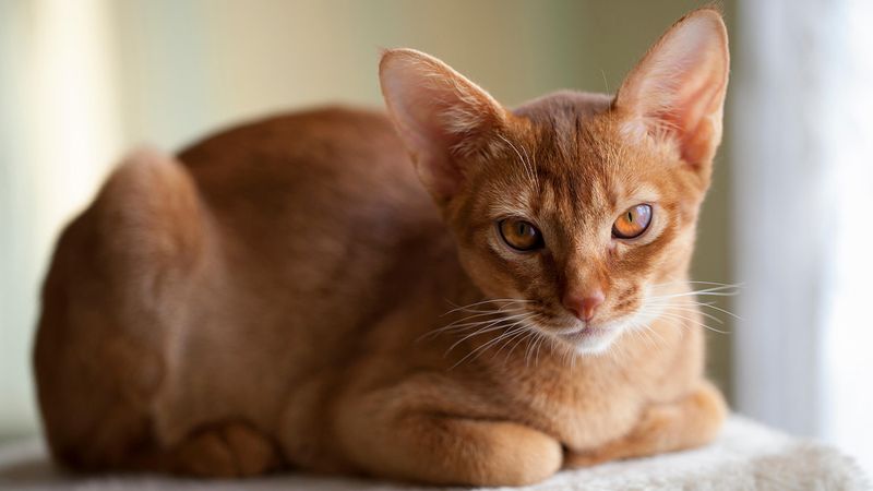 Abyssinian: The Active Attention Seeker