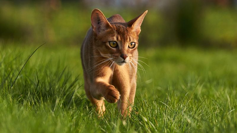 Abyssinian