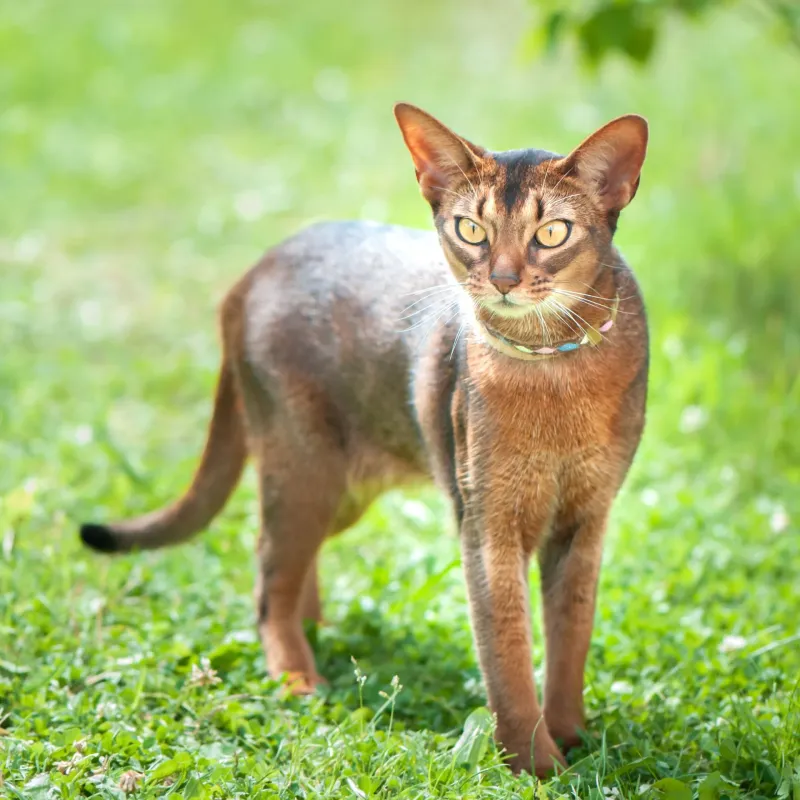 Abyssinian