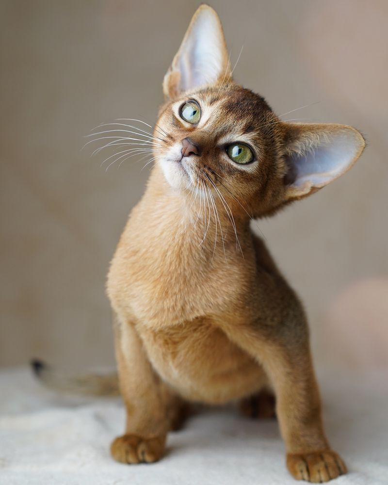 Abyssinians: The Curious Adventurers
