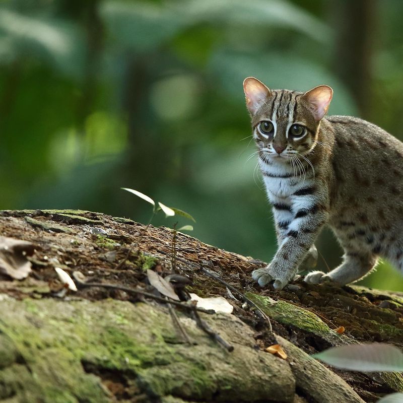 Acrobats of the Forest