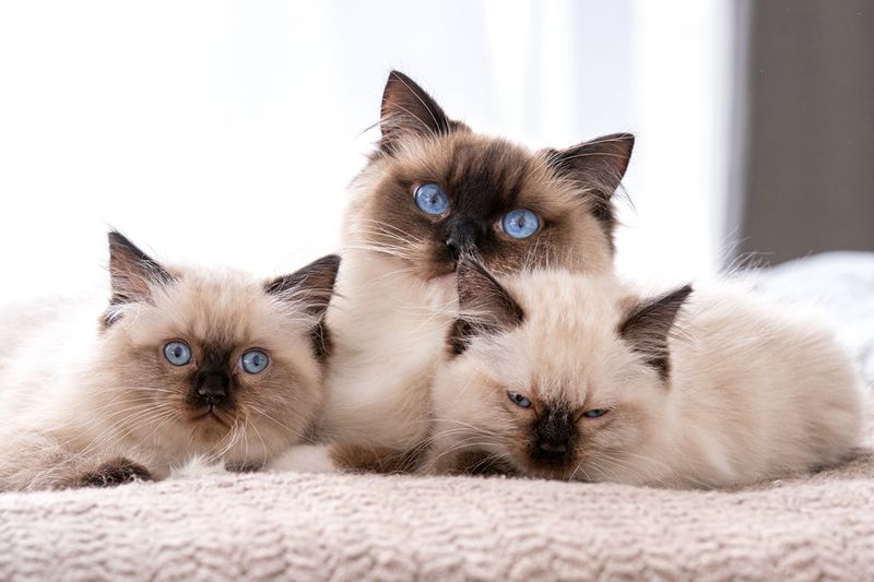 Adaptable Personalities That Fit Any Household