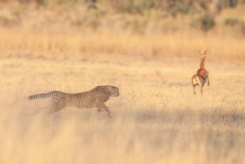 Adapting to Prey Behavior