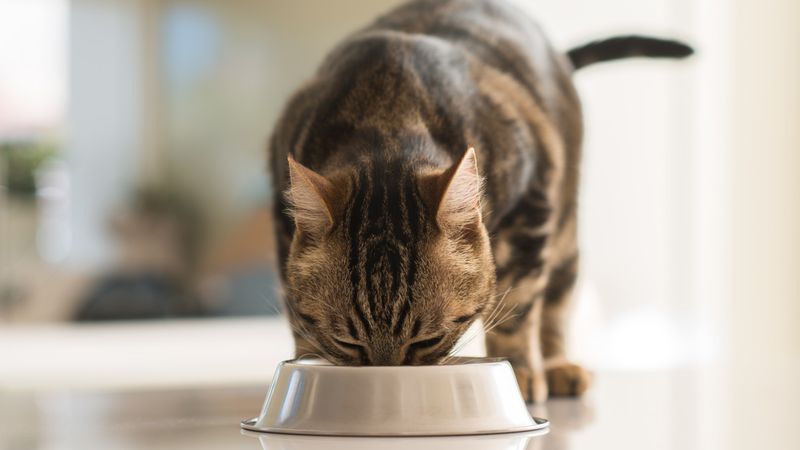 Adjusted Nutrition Plan