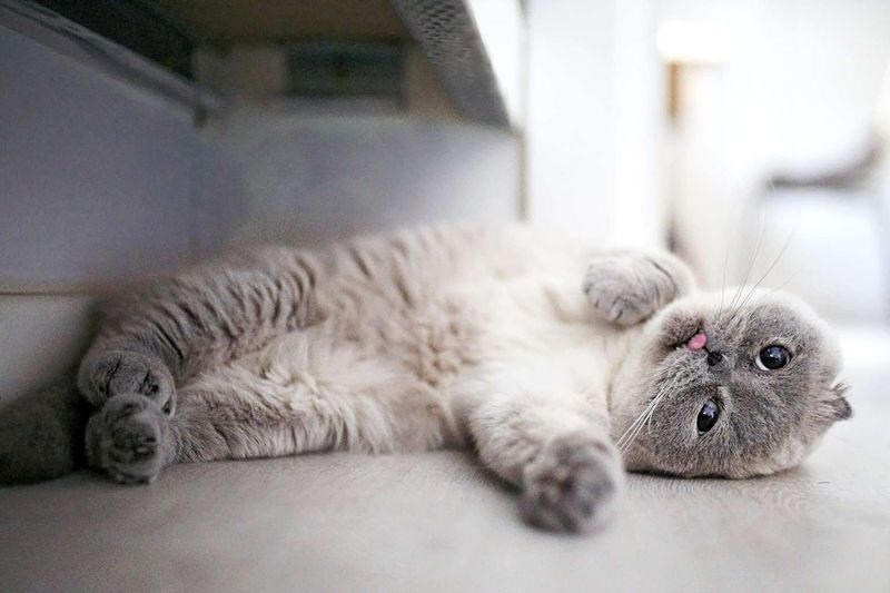 Adorable Size Makes Everything Cuter