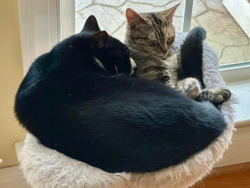 Adorable: The Comforting Purr Machine
