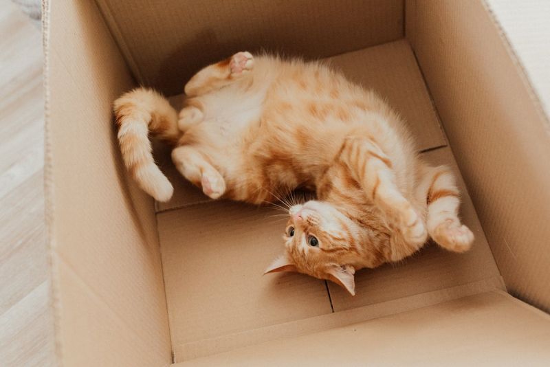 Adventurous Curiosity Takes Center Stage
