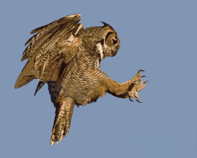 Aerial Attacks from Owls