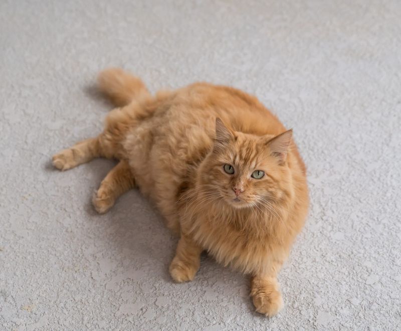 Affectionate and Loyal