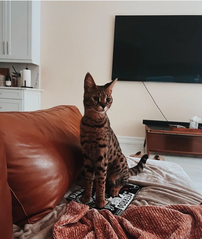 Affectionate and Loyal