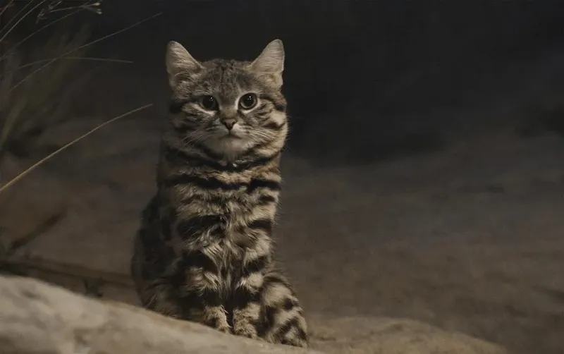 African Black-Footed Cat