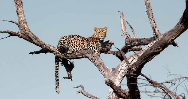 African Cat Project – Southern Africa