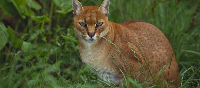 African Golden Cat (Caracal aurata) – Occasional Sharing