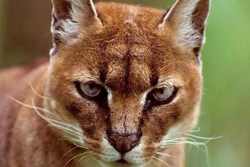 African Golden Cat