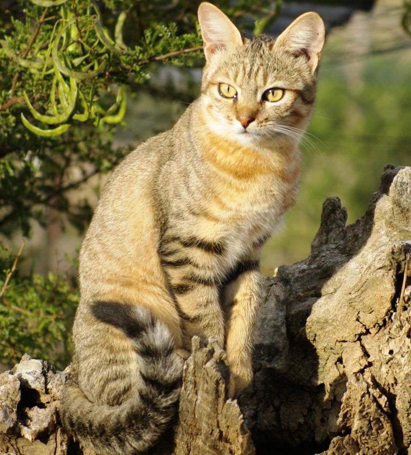 African Wildcat (Felis lybica)