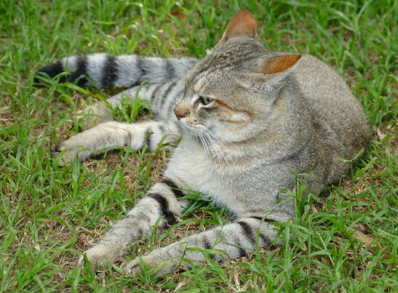 African Wildcat