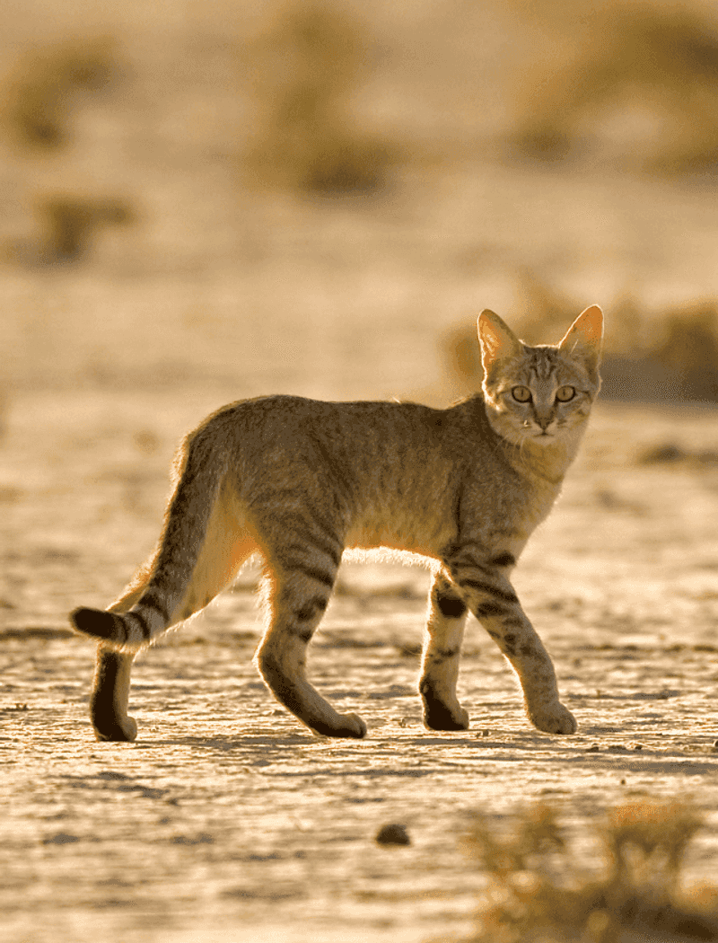 African Wildcat