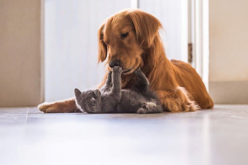 Aggression Toward People or Other Pets