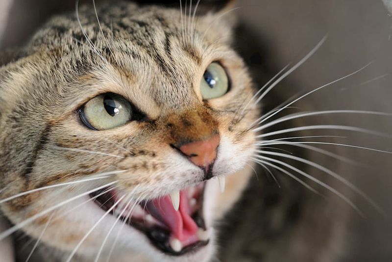 Aggression Without Provocation Signals Distress