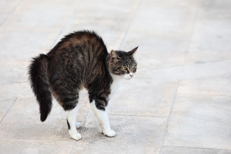 Aggressive Tail Movements