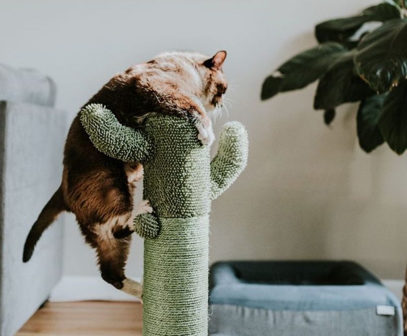Aging Cats Benefit from Accessible Design