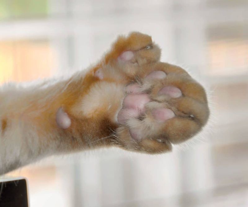 All Maine Coons Have Polydactyl Paws