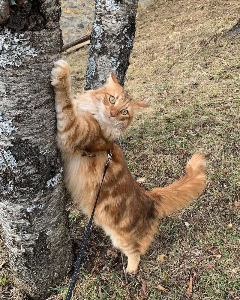 Amber: The Color-Changing Norwegian Forest Cat