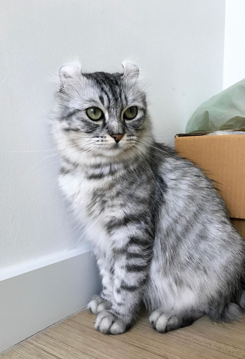 American Curl