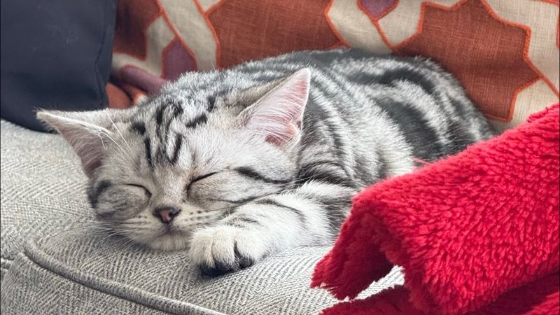 American Shorthair